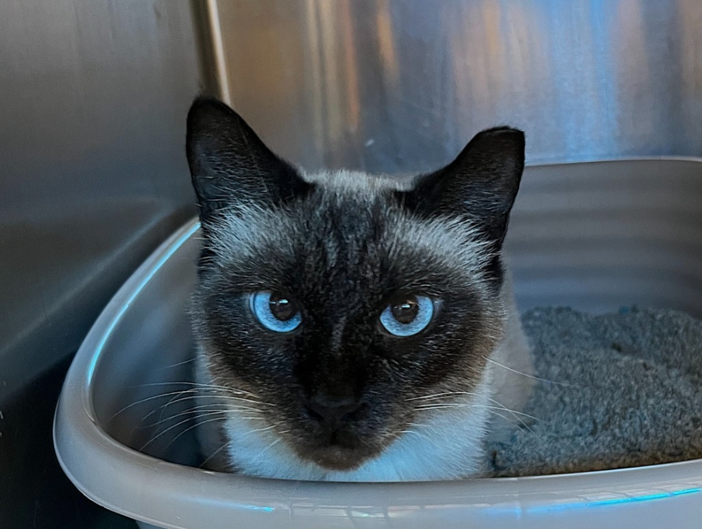 Lotus, an adoptable Siamese in Tulsa, OK, 74112 | Photo Image 6