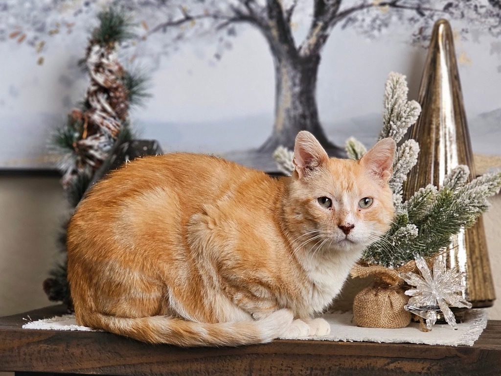 Tommy Fury, an adoptable Domestic Short Hair in Tulsa, OK, 74112 | Photo Image 1