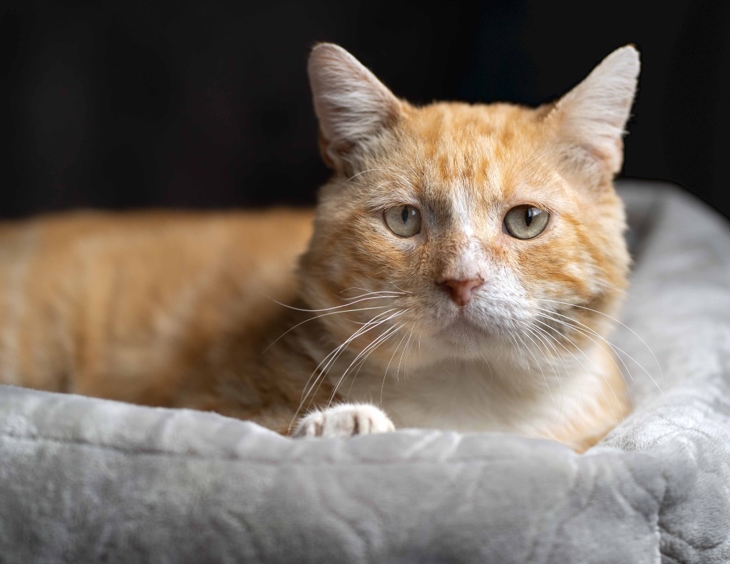 Tommy Fury, an adoptable Domestic Short Hair in Tulsa, OK, 74112 | Photo Image 3