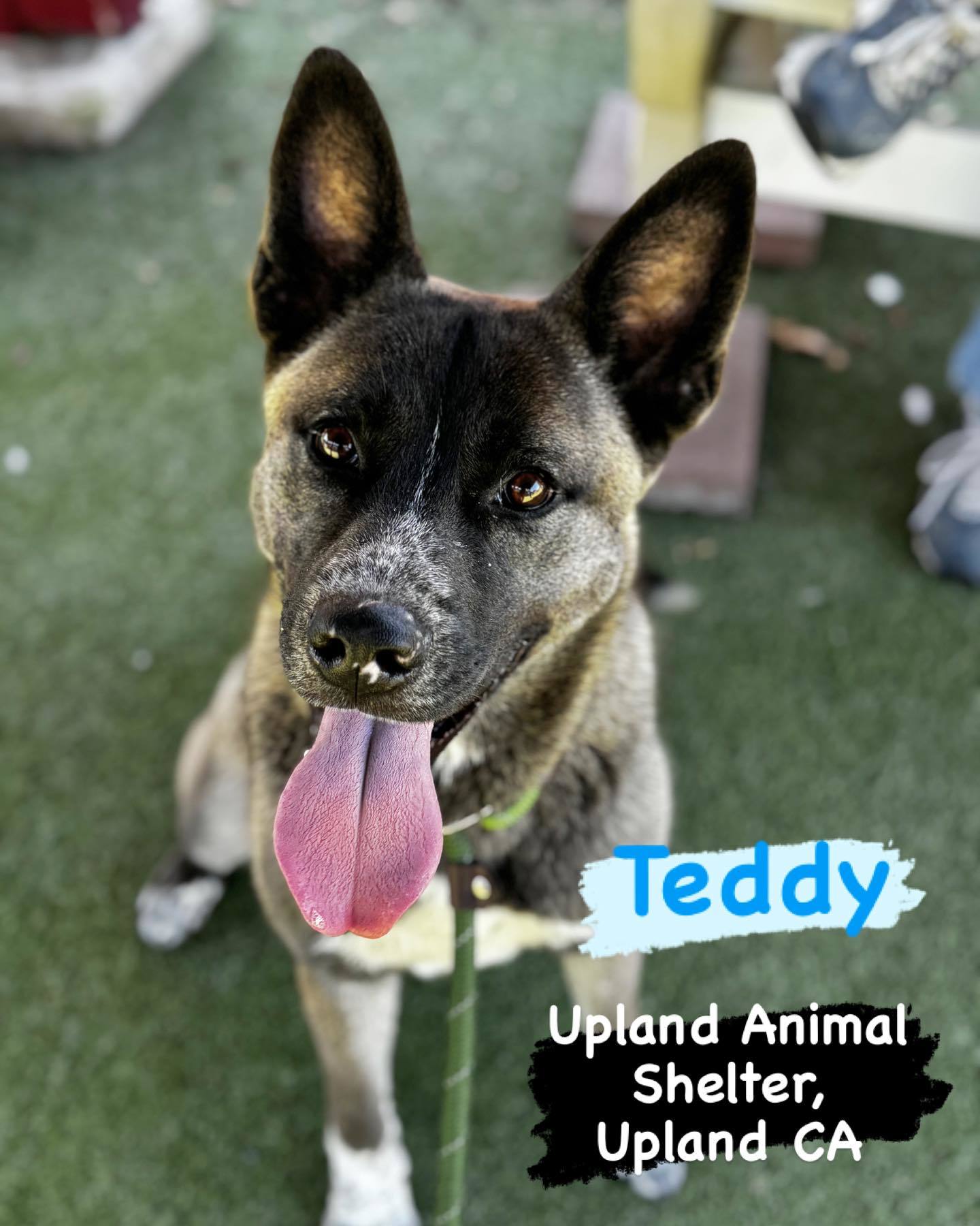 **Teddy**
