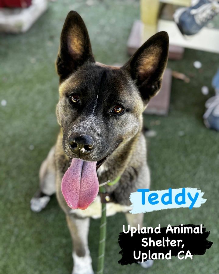 **Teddy** 1