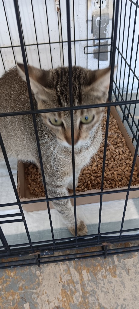 Crystal, an adoptable Domestic Short Hair in Brownwood, TX, 76801 | Photo Image 1