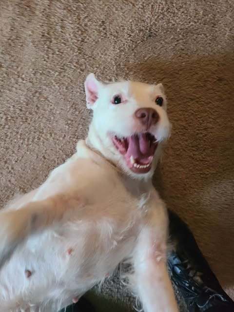 Nala