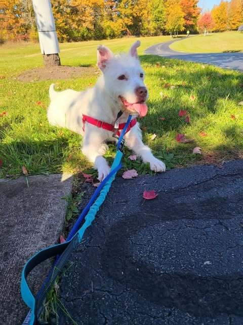 Nala