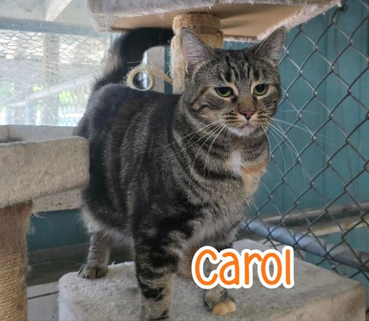 Carol 2