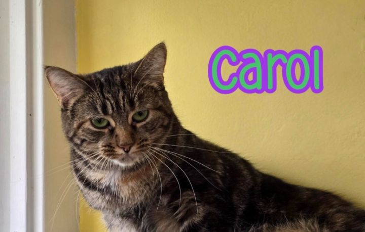 Carol 4