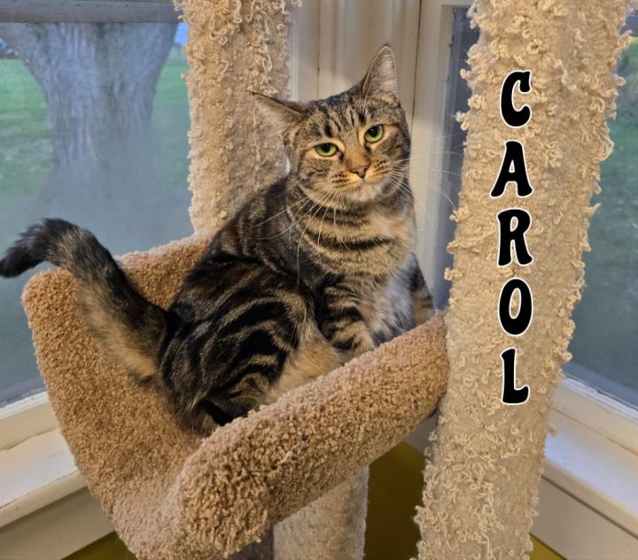 Carol 5