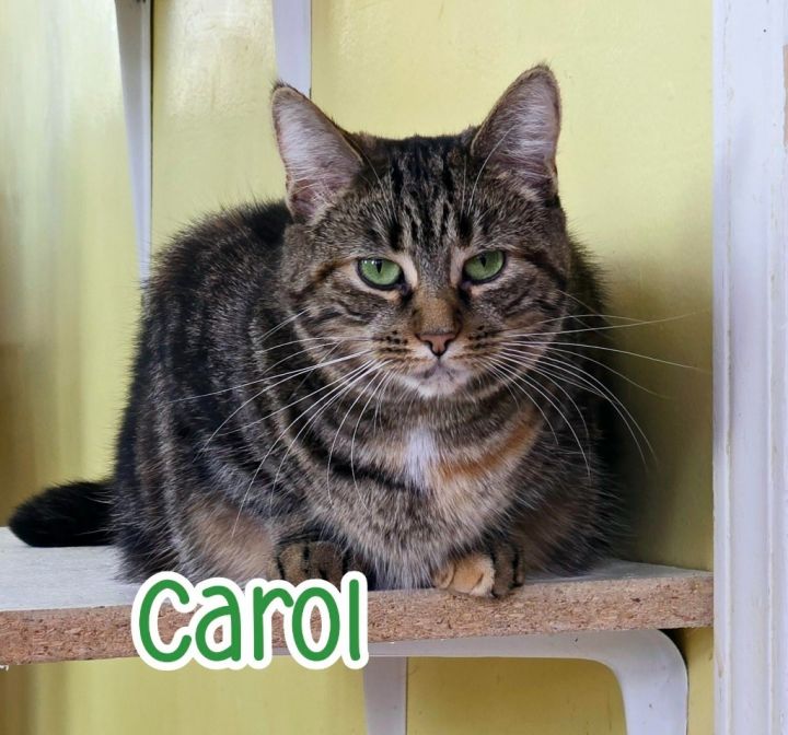 Carol 6