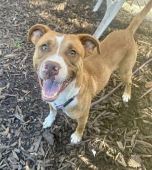 Happi- IN FOSTER