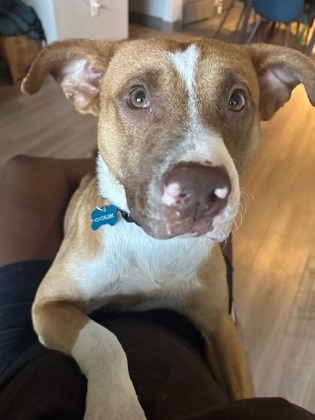 Happi- IN FOSTER 2