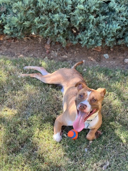 Happi- IN FOSTER 3
