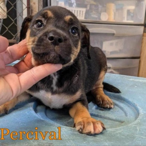 Percival