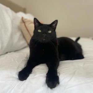 Pypi ended up at a municipal shelter and after living in a home for his whole life he was obviousl
