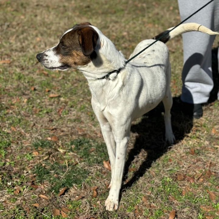 Dog for adoption Sage Aka Sage Girl, a German Shorthaired Pointer