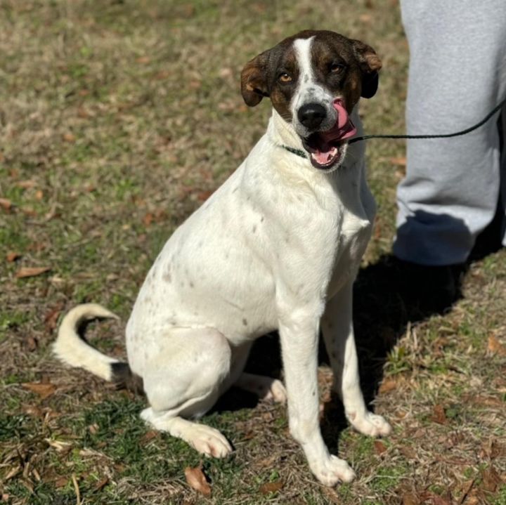 Dog for adoption Sage Aka Sage Girl, a German Shorthaired Pointer