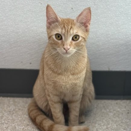 Bowtie, an adoptable Domestic Short Hair in St. Helena, CA, 94574 | Photo Image 1