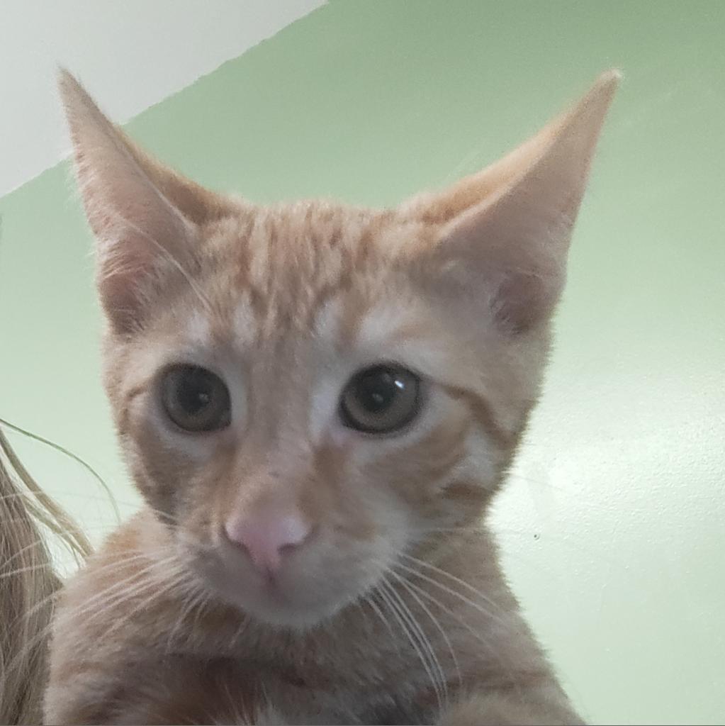Bowtie, an adoptable Domestic Short Hair in St. Helena, CA, 94574 | Photo Image 2