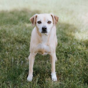 Sage, Adult Female Terrier