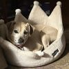 Sage photo 5