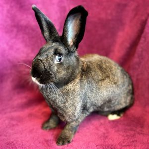 Black Bear Bunny Rabbit Rabbit