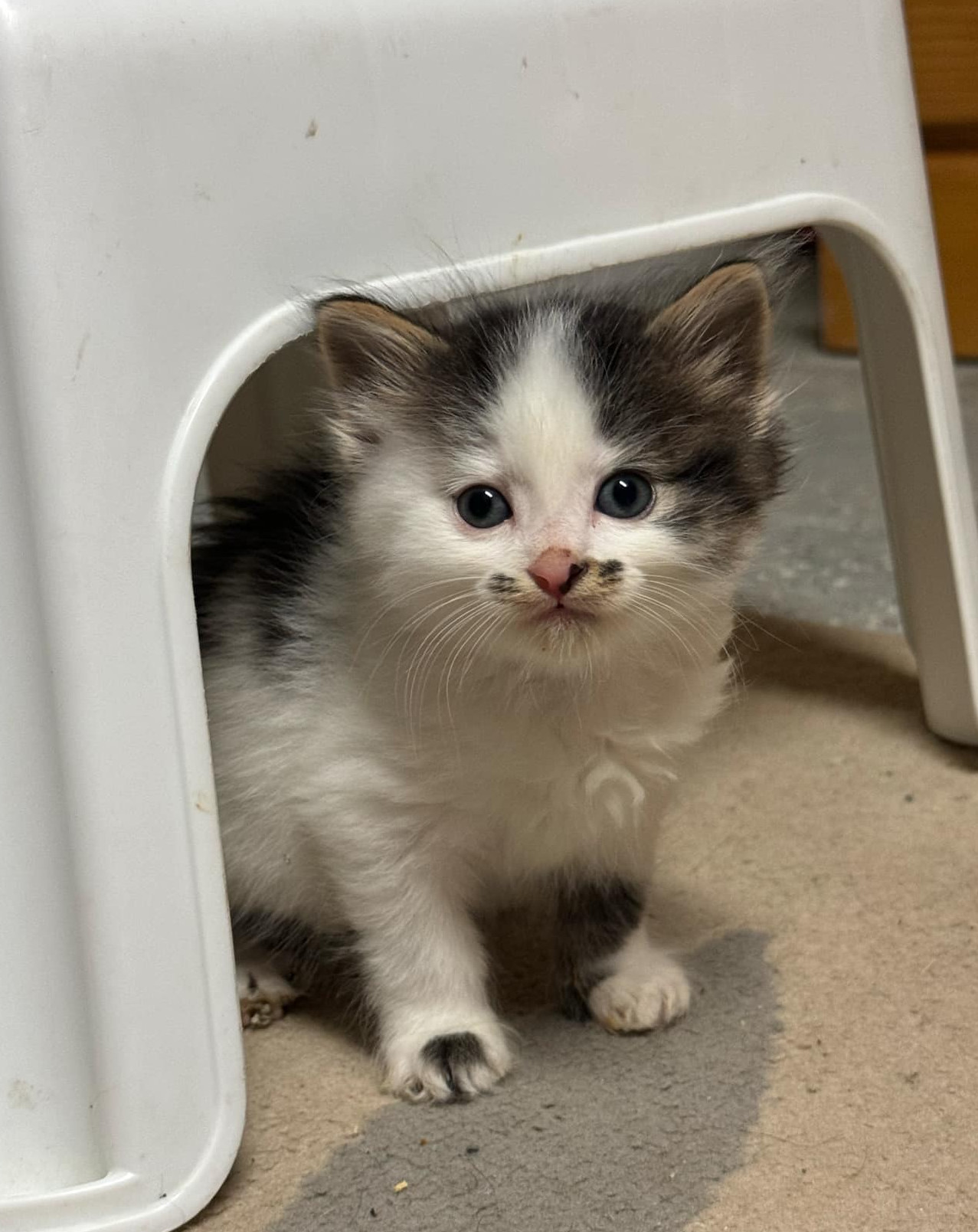 Stash, an adoptable Domestic Medium Hair in Steinbach, MB, R5G 2B2 | Photo Image 2