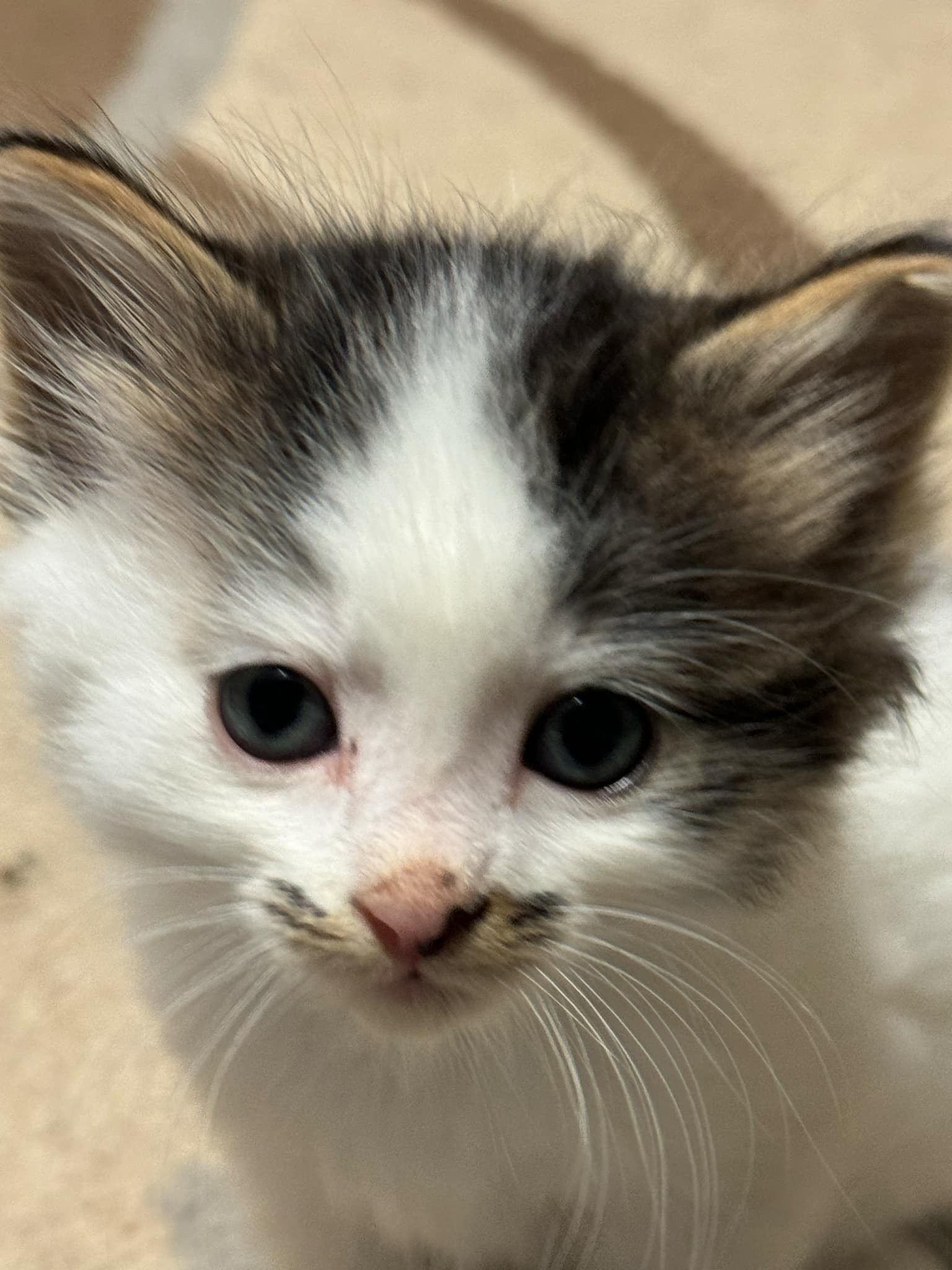 Stash, an adoptable Domestic Medium Hair in Steinbach, MB, R5G 2B2 | Photo Image 3