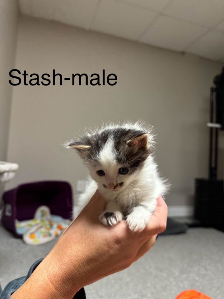 Stash - Adopted 1