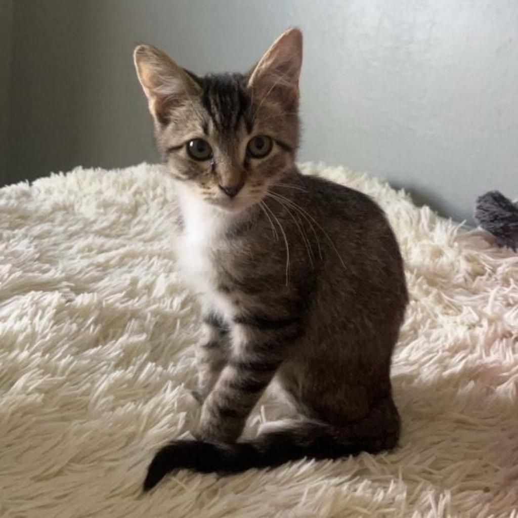 Phineas, an adoptable Domestic Short Hair in Fort Collins, CO, 80526 | Photo Image 1