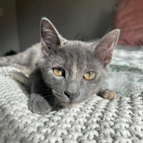 TayTay, an adoptable Domestic Short Hair in Fort Collins, CO, 80526 | Photo Image 1