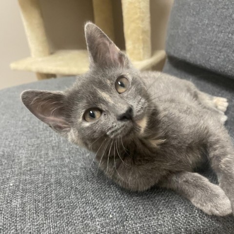 TayTay, an adoptable Domestic Short Hair in Fort Collins, CO, 80526 | Photo Image 5