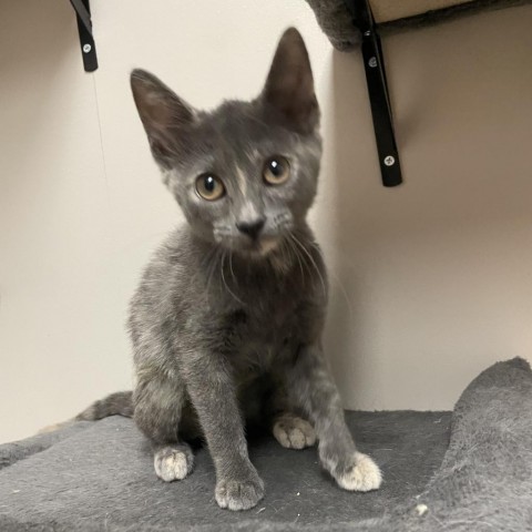 TayTay, an adoptable Domestic Short Hair in Fort Collins, CO, 80526 | Photo Image 6