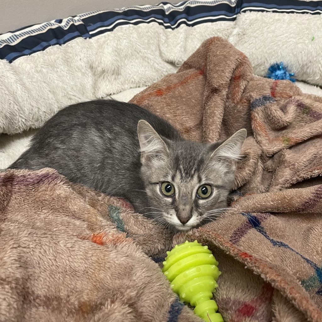 Ferb, an adoptable Domestic Short Hair in Fort Collins, CO, 80526 | Photo Image 6