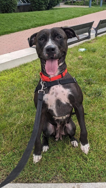 Channel, an adoptable Mixed Breed in Montreal, QC, H4P 1X4 | Photo Image 1