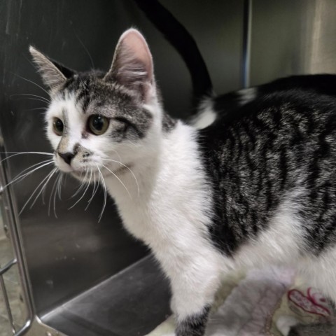 Chloe, an adoptable Domestic Short Hair in Nampa, ID, 83651 | Photo Image 1