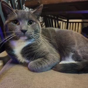 Selina, Adult Female Domestic Short Hair