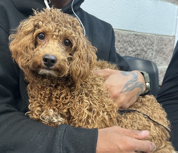 Dog for adoption Buster Wuster, a Mixed Breed in New York, NY Petfinder