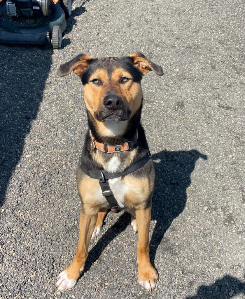 Beck, an adoptable German Shepherd Dog in St. Helens, OR, 97051 | Photo Image 1