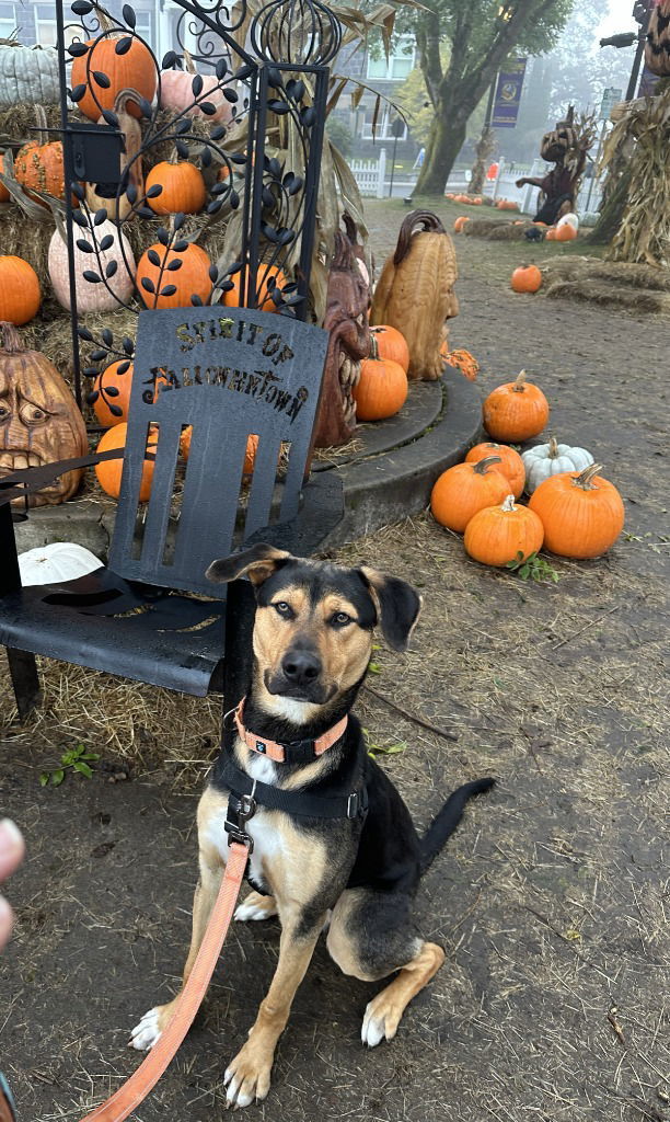 Beck, an adoptable German Shepherd Dog in St. Helens, OR, 97051 | Photo Image 3