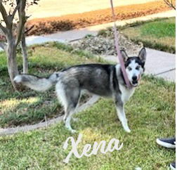 Xena #blue-eyed-beauty