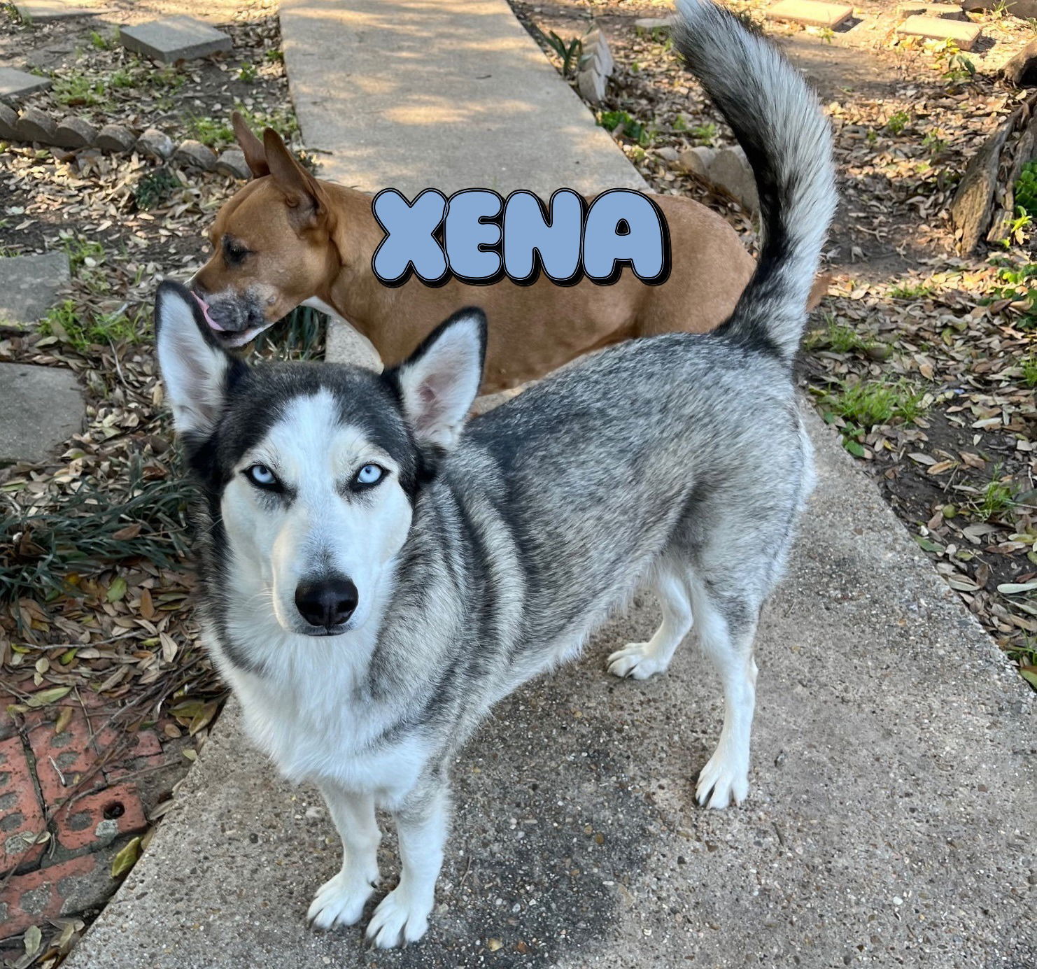 Xena #blue-eyed-beauty