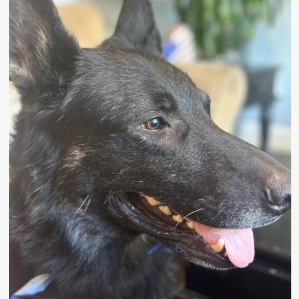 Max (aka George), an adoptable German Shepherd Dog in Grass Valley, CA, 95945 | Photo Image 1