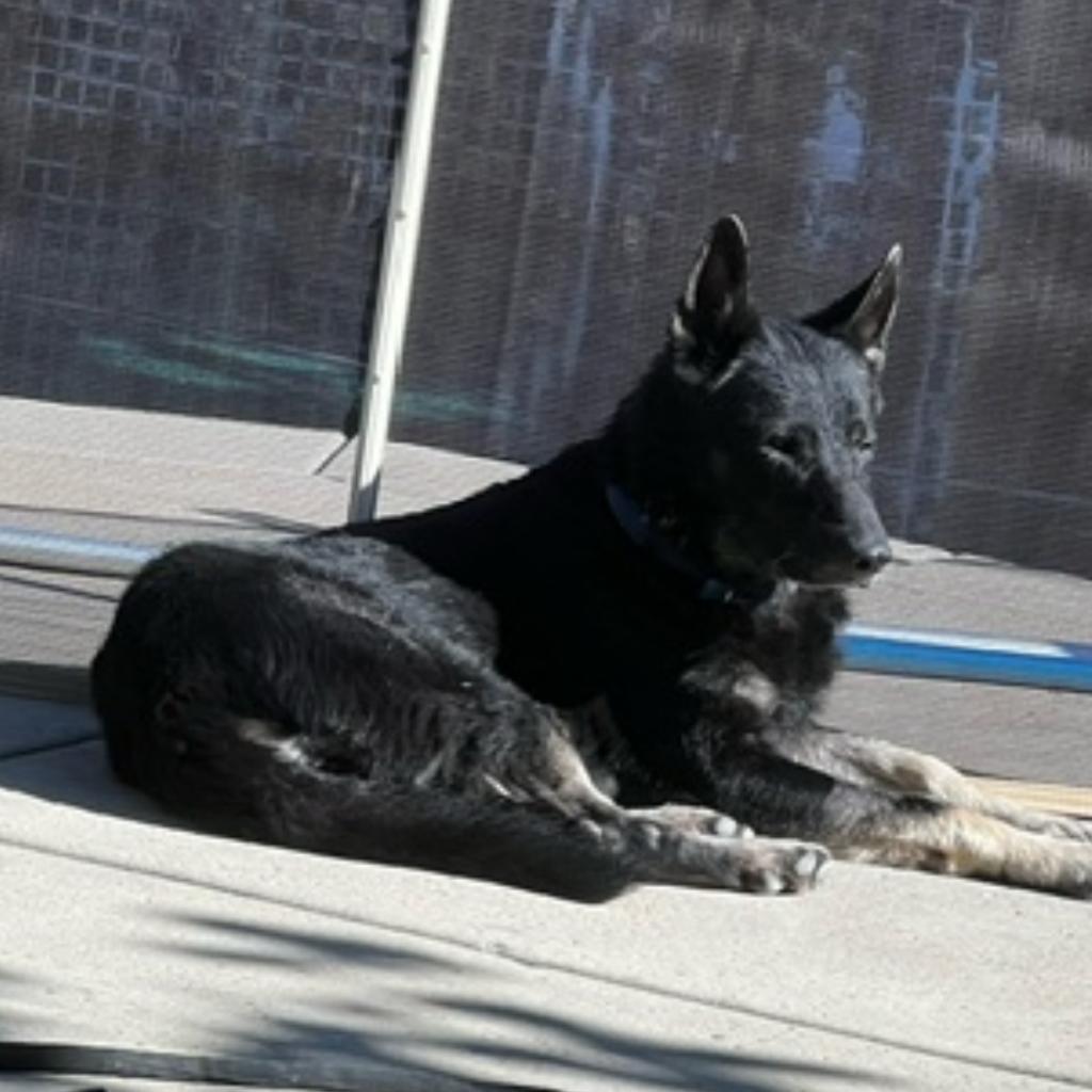 Max (aka George), an adoptable German Shepherd Dog in Grass Valley, CA, 95945 | Photo Image 2