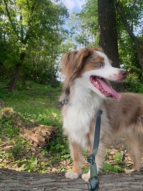 Milo the Aussie