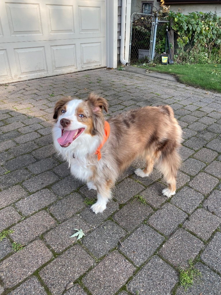 Milo the Aussie