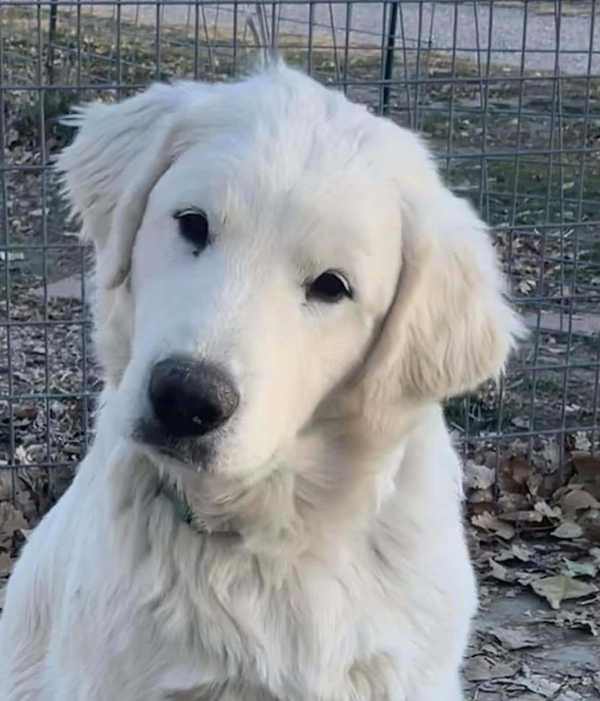 Dewey, an adoptable Akbash, Great Pyrenees in Salt Lake City, UT, 84171 | Photo Image 1