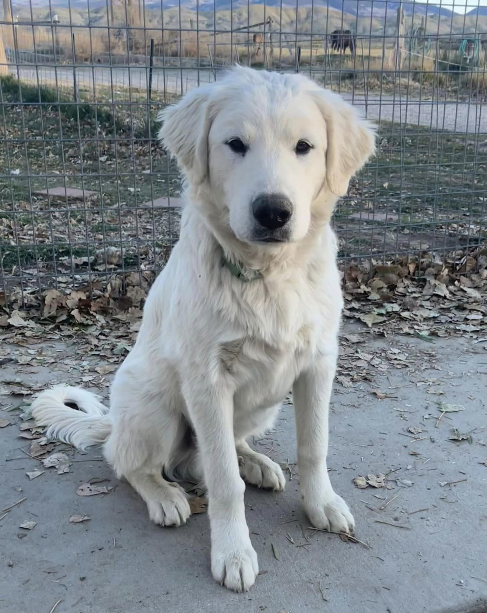 Dewey, an adoptable Akbash, Great Pyrenees in Salt Lake City, UT, 84171 | Photo Image 3