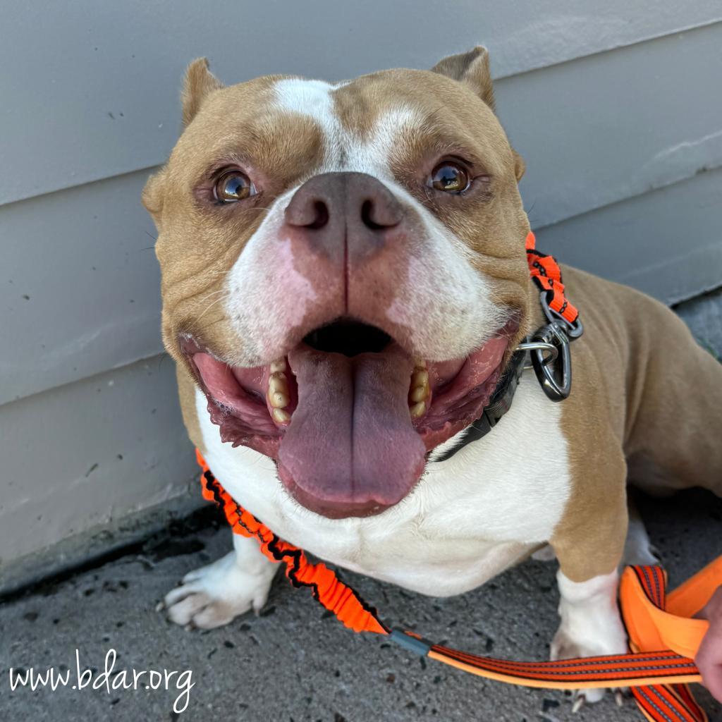 Spike, an adoptable Pit Bull Terrier in Cheyenne, WY, 82009 | Photo Image 1