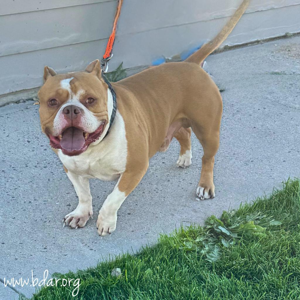 Spike, an adoptable Pit Bull Terrier in Cheyenne, WY, 82009 | Photo Image 2