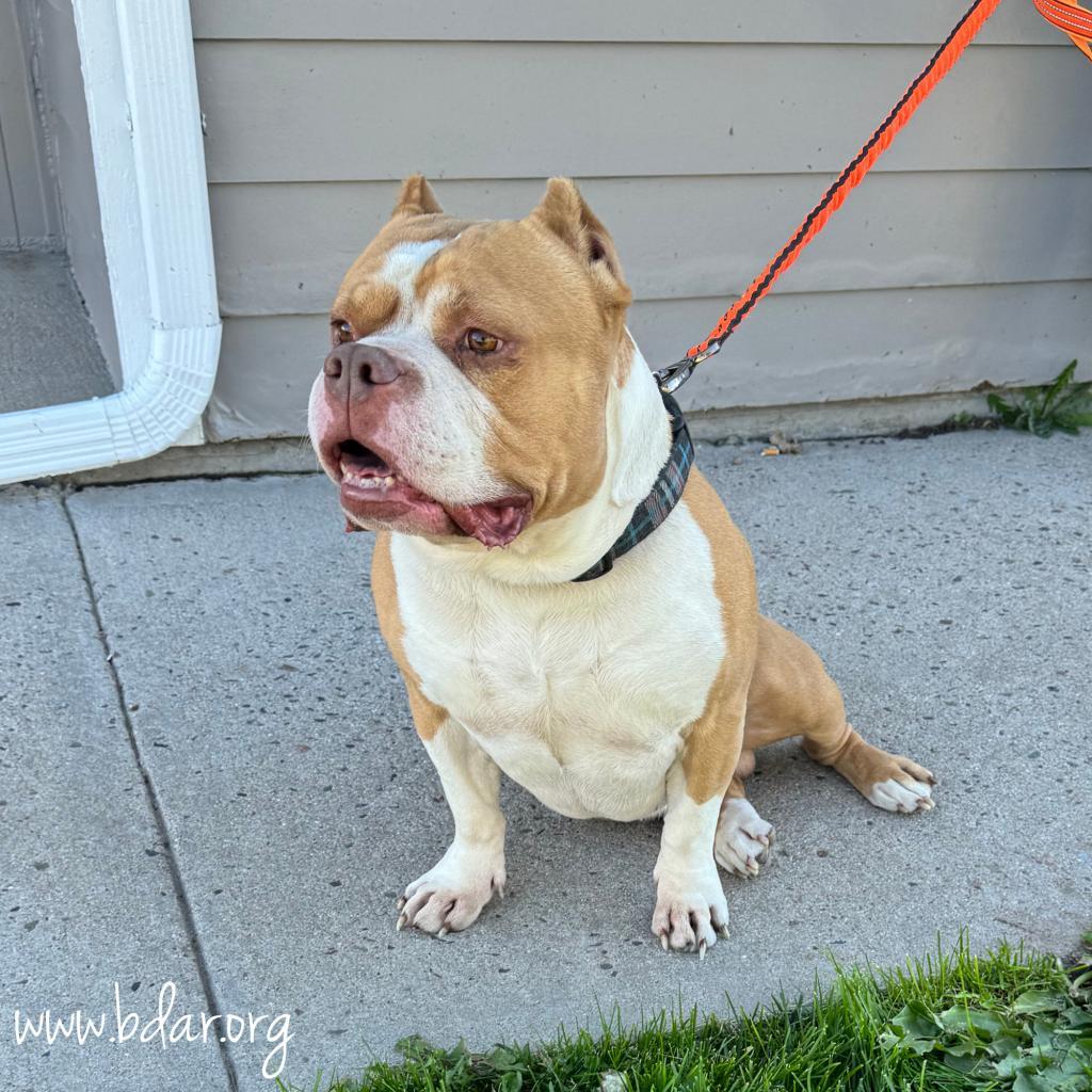 Spike, an adoptable Pit Bull Terrier in Cheyenne, WY, 82009 | Photo Image 3