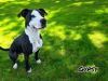Gypsy photo 3